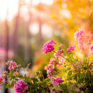 Bourton House Garden with Cream Tea & Broadway