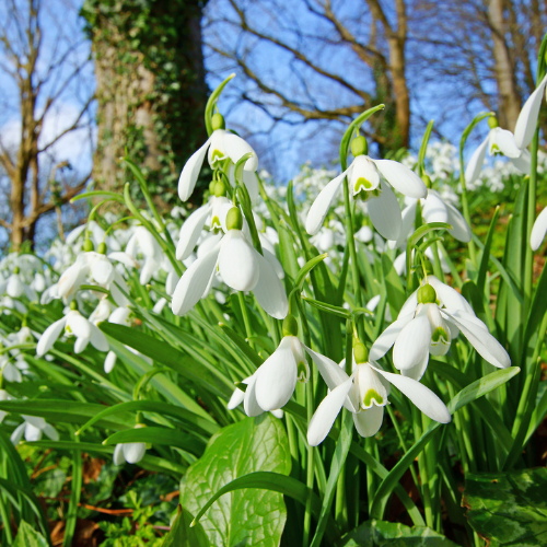 Anglesey Abbey & Guided Snowdrop Tour - Image 3
