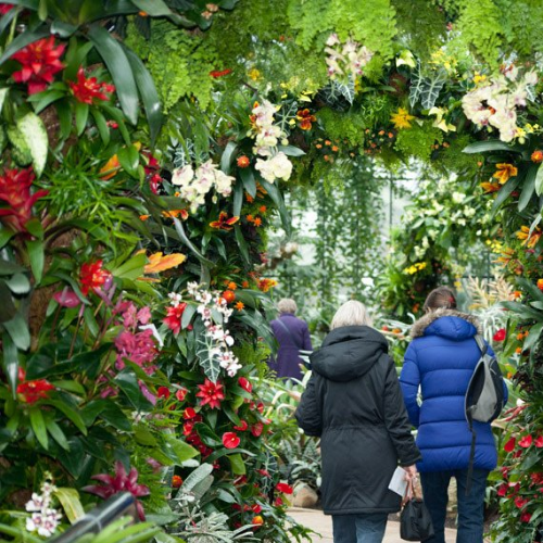 Kew Orchid Festival