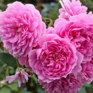 David Austin Roses (DAV190825A)