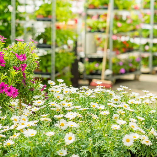 Springfields Shopping Outlet & Festival Gardens - Image 2