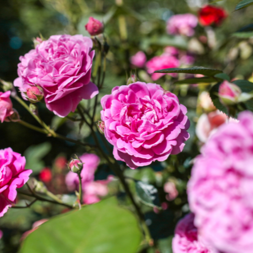 Highgrove Garden Tour & 2 Course Lunch Swift Valley Coaches