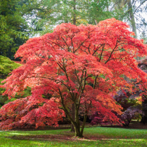 Westonbirt 2024