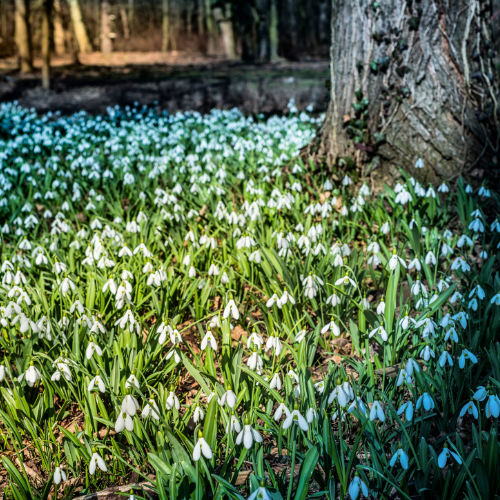 Anglesey Abbey & Guided Snowdrop Tour - Image 2