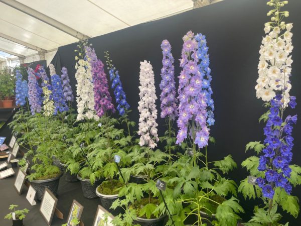 RHS Malvern Spring Show (MAS1005A) - Image 3