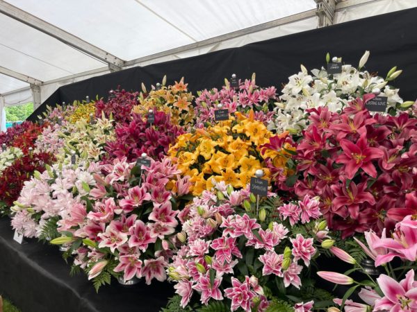 RHS Malvern Spring Show (MAS1005A) - Image 2