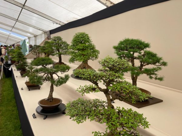 RHS Malvern Spring Show (MAS1005A) - Image 5