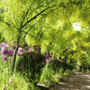 Dorothy Clive Garden & Hodnet Hall Gardens (DOR0207A)