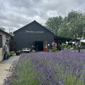 Hitchin Lavender Fields Tour & Cream Tea
