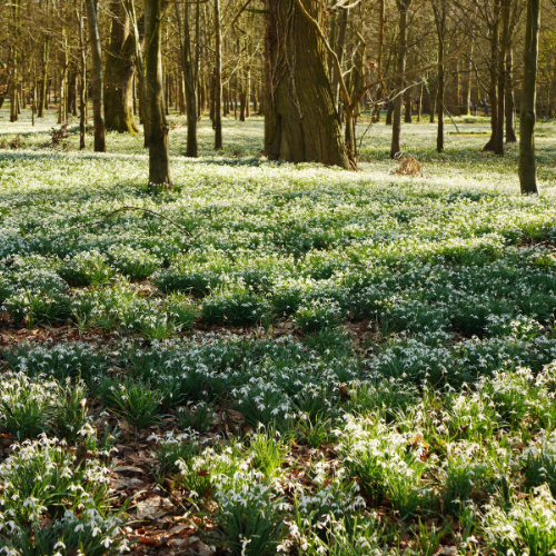 Colesbourne Gardens Snowdrop Tour 2027 & Stow on the Wold - Image 3