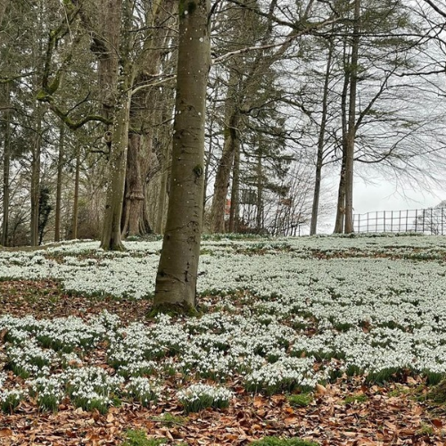 Colesbourne Gardens Snowdrop Tour 2027 & Stow on the Wold - Image 4