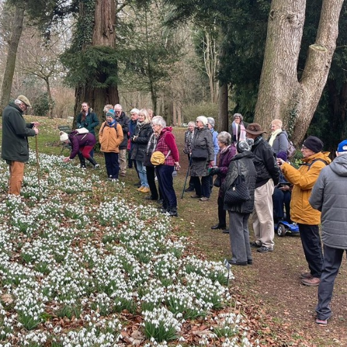 Colesbourne Gardens Snowdrop Tour 2027 & Stow on the Wold - Image 5