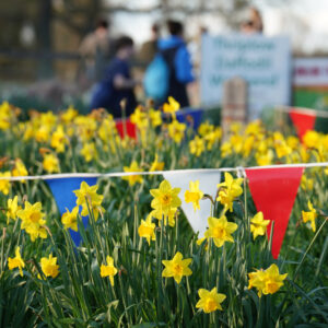 Thriplow Daffodils & Country Fair (B)